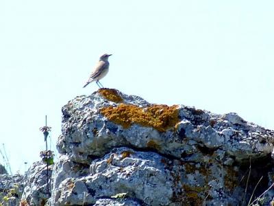 Прикрепленное изображение: b333DSCF1680.jpg